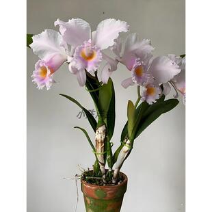 基地大花浓香卡特兰大苗花期长网红洋兰基地清仓原杯盆栽特价