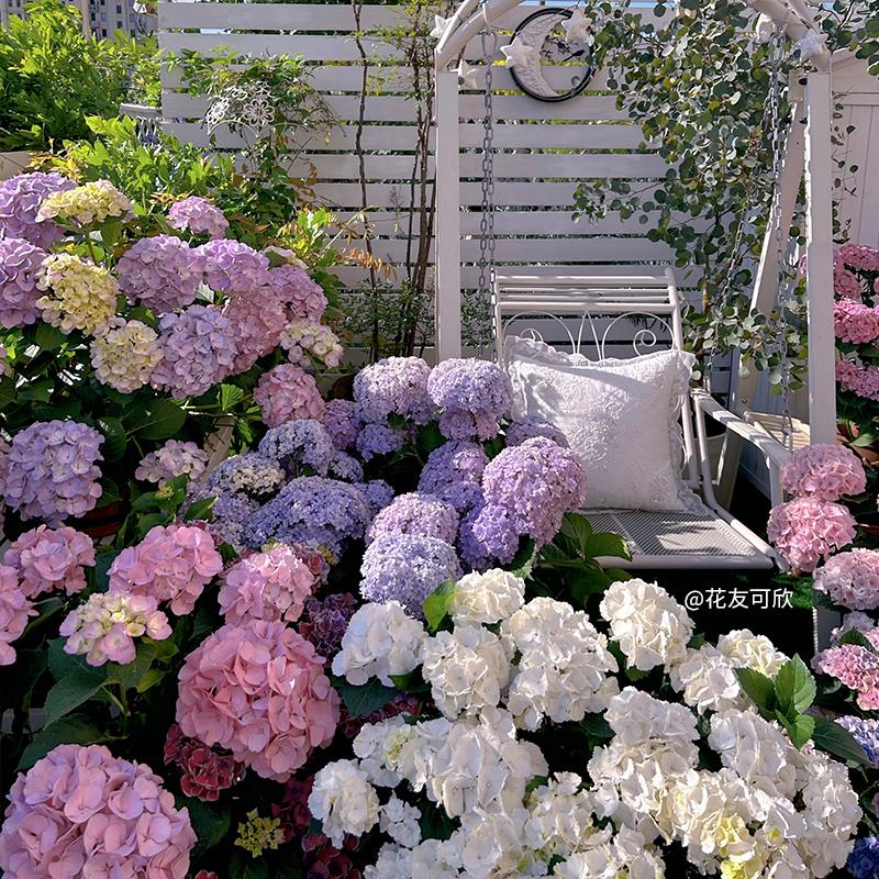 天狼绣球大花直立庭院阳台花园植物盆栽花苗新手易养护博大蓝