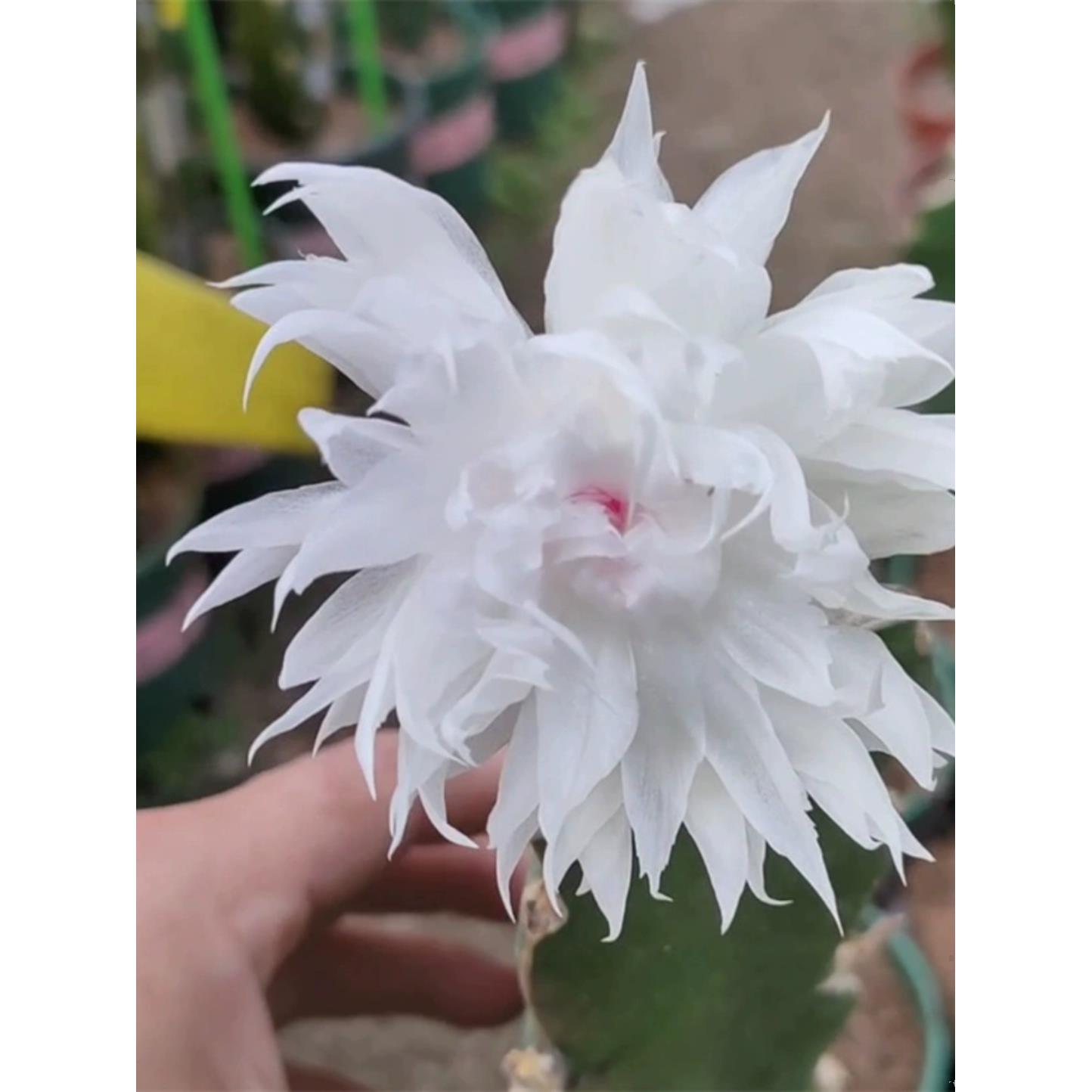 重瓣蟹爪兰嫁接多色稀有品种原盆带土多色新品蟹爪兰室内盆栽