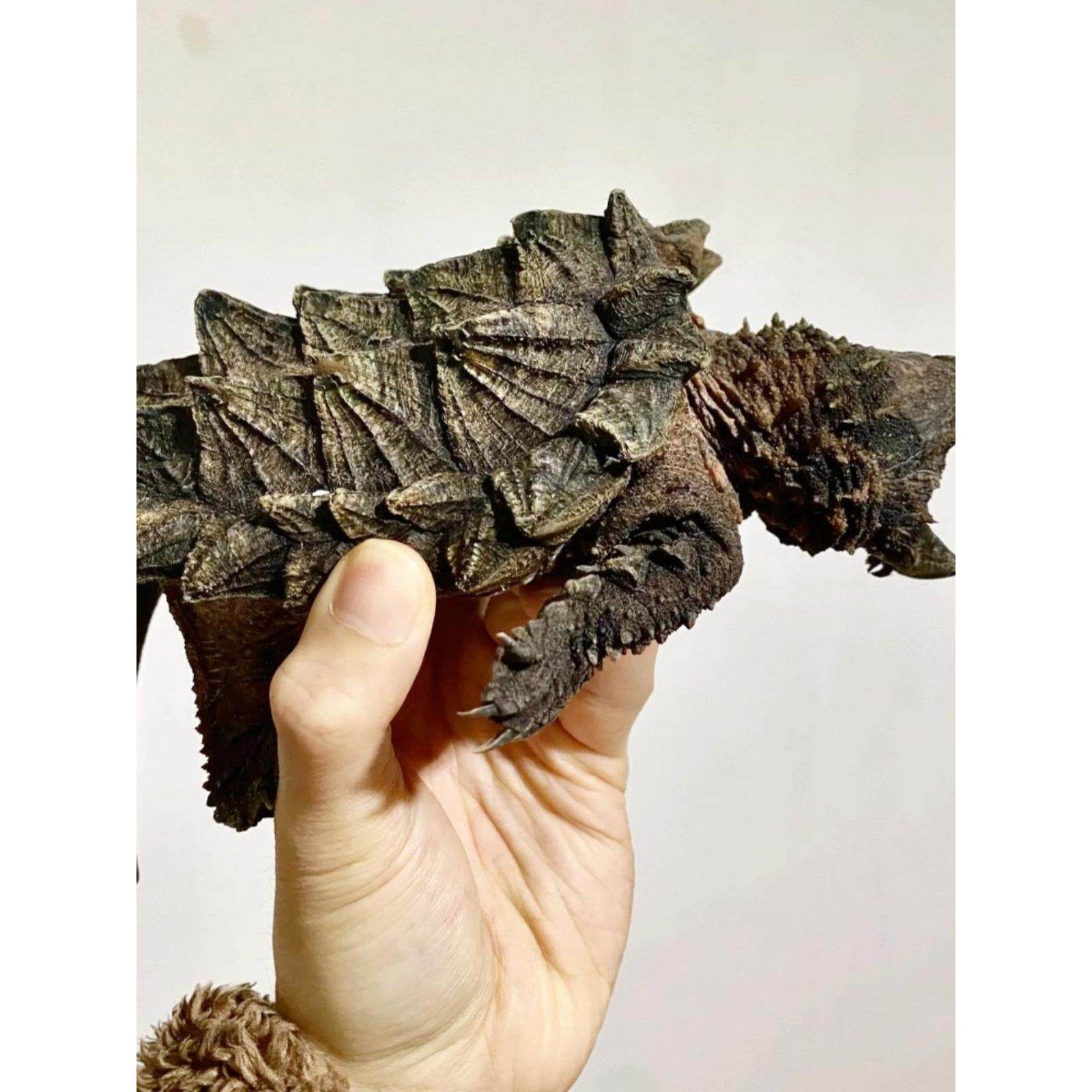 可以长大鳄龟苗乌龟活体原种真北美小鳄龟暴刺纯杂佛观赏深水宠物