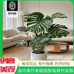 大叶精品龟背竹盆栽高庄老庄客厅绿植四季常青净化空气一物一拍