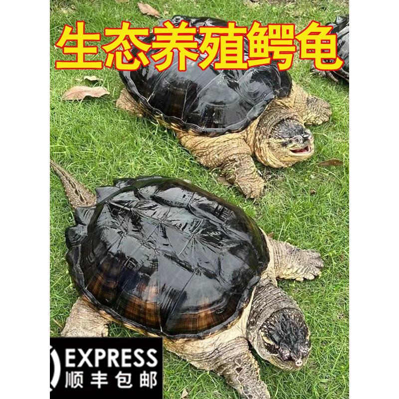 鳄鱼龟鳄龟活物大鳄龟食用鳄龟人工养殖可以吃的鳄龟特大北美鳄龟