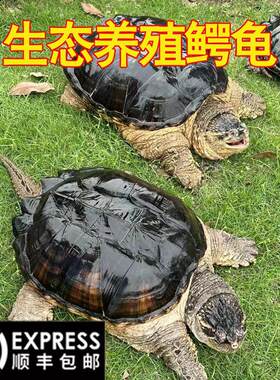 鳄鱼龟鳄龟活物大鳄龟食用鳄龟人工养殖可以吃的鳄龟特大北美鳄龟