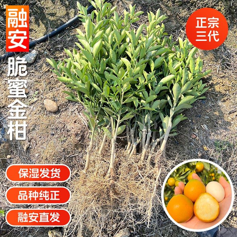 融安原产地 第三代脆蜜金柑苗可盆栽/地栽 纯正品种脆蜜金桔盆景
