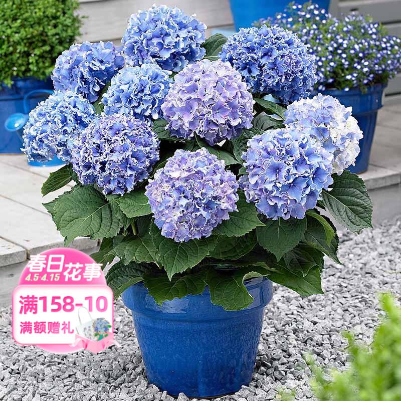 海蒂的花园绣球花苗细高跟铆钉褶皱花边绣球阳台庭院花卉植物盆栽