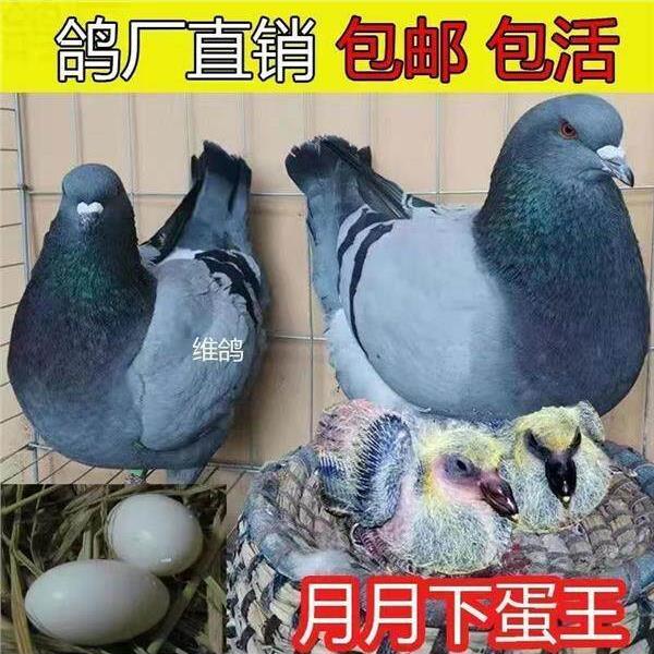 鸽子一对肉鸽元宝下蛋种鸽落地活物王鸽便宜信鸽繁殖青年活体