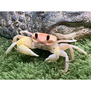 沙蟹宠物 活体中华角眼大眼萌陆生螃蟹懒人宠物可爱 寄居蟹好朋友