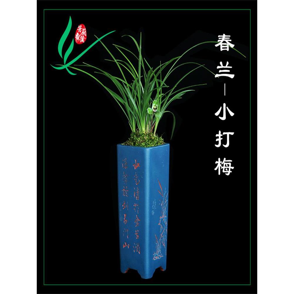 兰花苗春兰老八品种宋梅龙字集圆汪字万字贺神桂圆小打梅名贵芳香