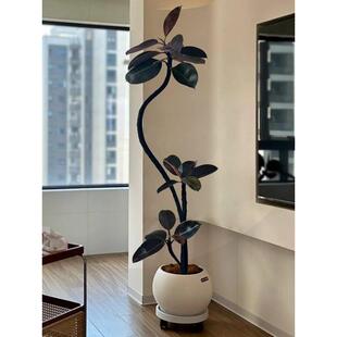 黑金刚橡皮树客厅大盆栽落地绿植高级感花卉大叶好养室内大型植物