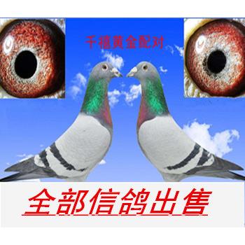 鸽子活体一对信鸽赛鸽种鸽原配幼鸽纯白成年鸽鸽子苗小鸽天落成绩