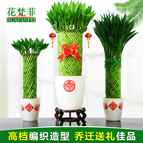 好养富贵竹c水培植物室内客厅办公室桌面节节高净化空气绿植小盆