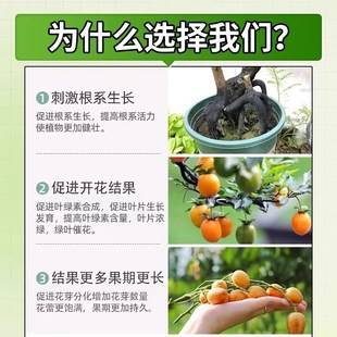 金弹子爆根剂h专用肥药生根粉促挂果植物盆景老桩促生根发芽活力