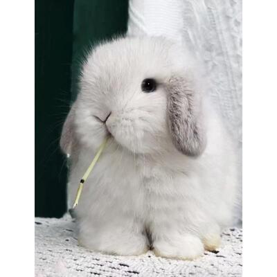 垂耳兔小型宠物兔子活物迷你荷兰兔侏儒兔茶杯兔儿童养不咬人活体