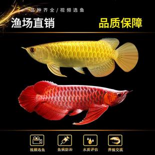 金龙鱼活鱼龙鱼幼苗过背高背练手印尼辣椒纯血红龙鱼苗热带观赏鱼