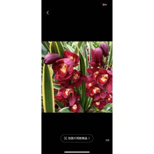 大花蕙兰金边大红袍云南基地直发八年大苗/当年可开花花期4-6个月