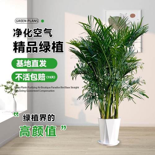 富贵椰子1.2-1.4米室内大型绿植盆栽新房净化空气凤尾竹四季常青