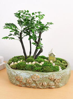 绿萝室内花卉盆栽专用手工陶瓷大口径有孔或无孔花盆造景厂家直销