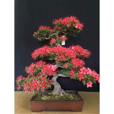 杜鹃盆景皋月杜鹃映山红鹿角猴头杜鹃