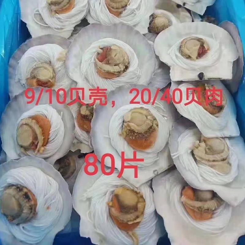 蒜蓉粉丝扇贝半壳扇贝9-10cm超大半壳海鲜烧烤食材半成品冷冻商用