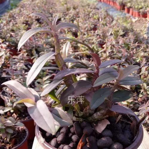 雁荡山红杆石斛苗铁皮枫斗种苗绿植花卉盆栽2年驯化苗满包邮