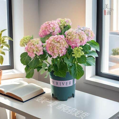 绣球花苗盆栽无尽夏开花好养的花四季不断花卉植物室内阳台好养活