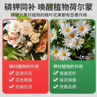 磷酸二氢钾肥料花卉专用花肥料家用养花种花复合肥花卉盆栽通用型