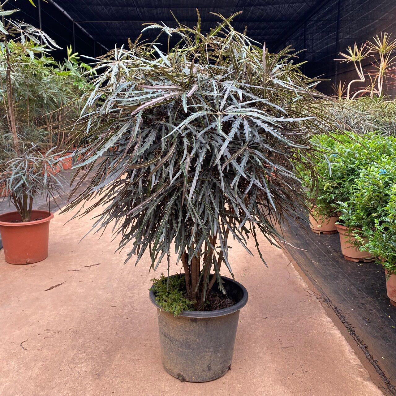孔雀木盆栽客厅室内大型植物观叶真绿植简约北欧风格公室花卉