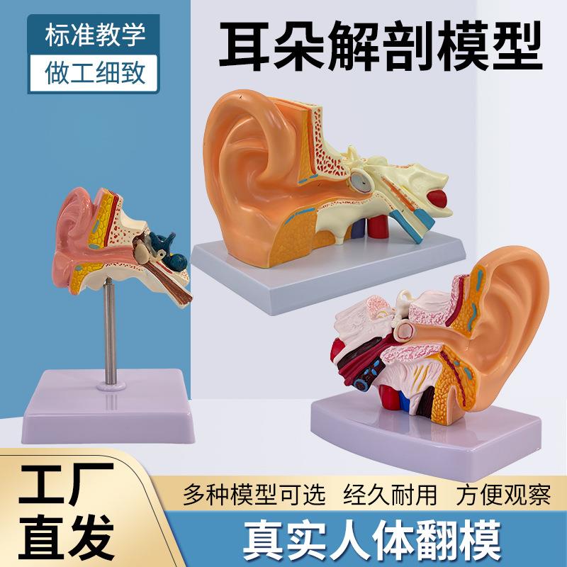 耳模型桌上型耳解剖模型外中内耳部听觉系统器官耳朵构造教学医学
