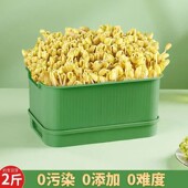 四季 吃新鲜豆芽食品级豆芽发芽水全自动大号神器培育苗托盘专用盆