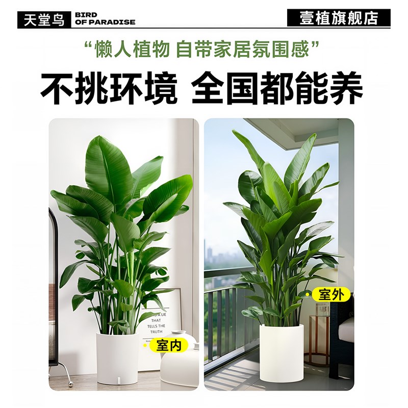 天堂鸟绿植高级感客厅大盆栽室内落地大型花卉植物鹤望兰四季好养