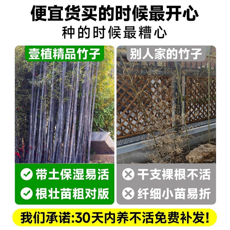 耐寒观赏竹子苗庭院四季青名贵竹子盆栽室内紫Q竹苗景观绿罗汉金