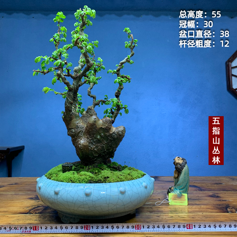 老桩榆树矮霸榆树老桩坨坨小叶榔榆一物一拍榆树盆景造型怪桩盆景