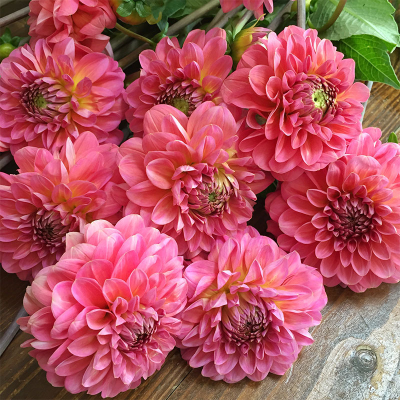 重瓣大丽花庭院阳台盆栽地栽多年生种球花卉球根地瓜苗花期长易活