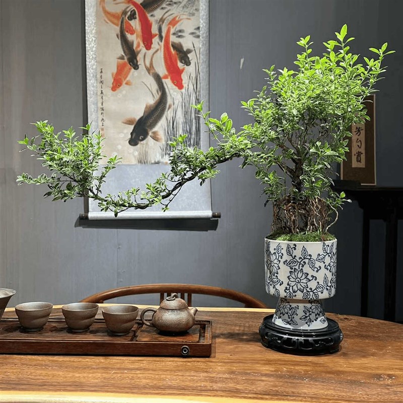 青花瓷盆六月雪飘枝造型盆景老桩悬崖室内桌面办公室摆件盆栽绿植