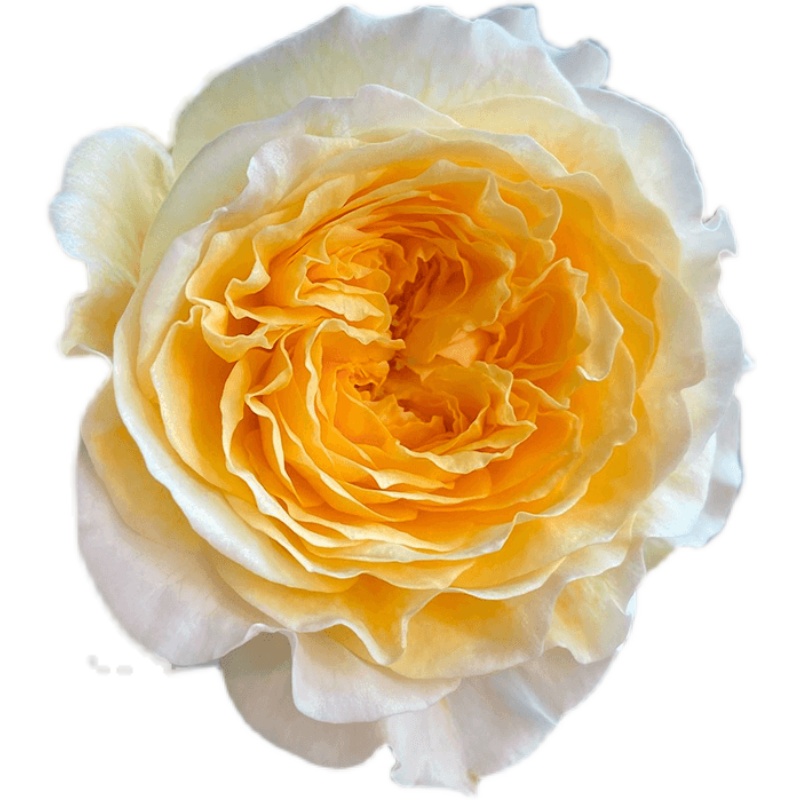 雷叔的花园碧翠丝月季花苗阳台庭院盆栽地栽四季开花切花月季欧月