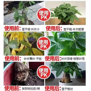 发财树黄叶枯叶烂根专用药治叶斑根腐病营养液急救金钱树幸福树