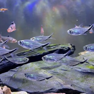 黑尾大勾鱼观赏鱼热带鱼群游鱼小型观赏鱼红绿灯鱼好养耐活淡水鱼