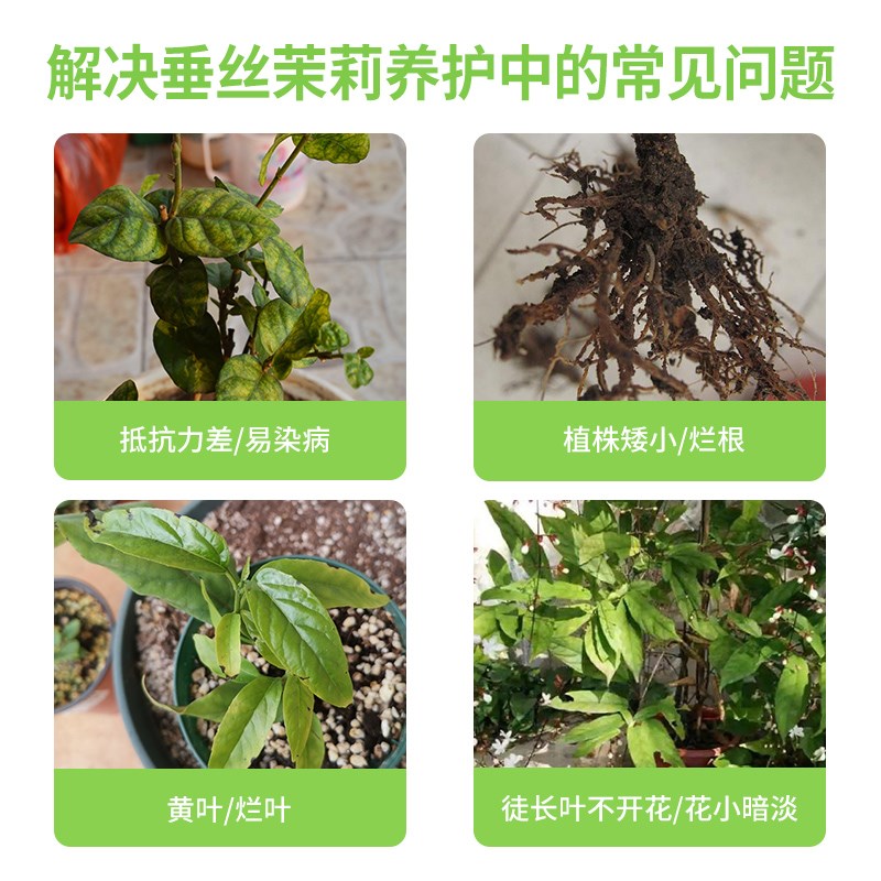 垂丝茉莉花专用肥营养液家用养花肥料盆栽通用型肥料垂枝茉莉磷肥