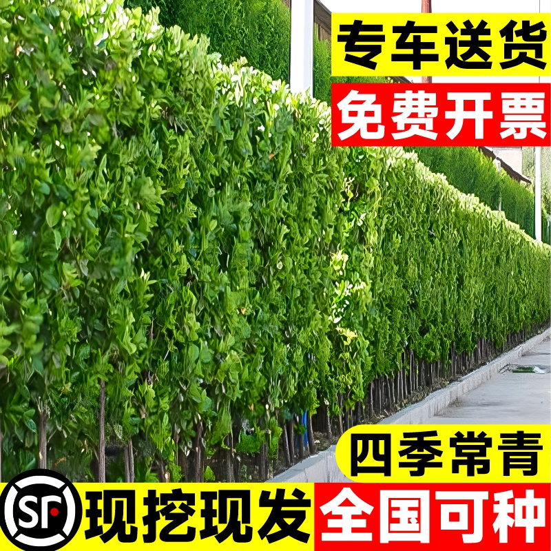 北海道黄杨冬青树苗篱笆墙围墙绿篱四季耐寒绿植丛生大叶绿化苗木