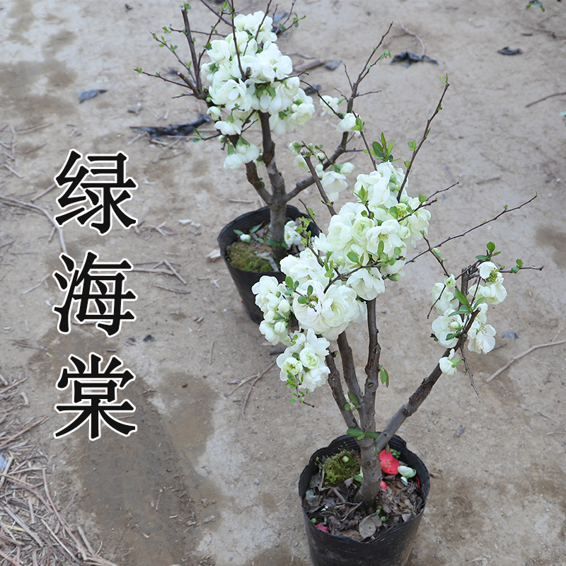 山东老王 重掰绿海棠银长寿海棠花盆栽花卉绿宝石带花苞对版真苗