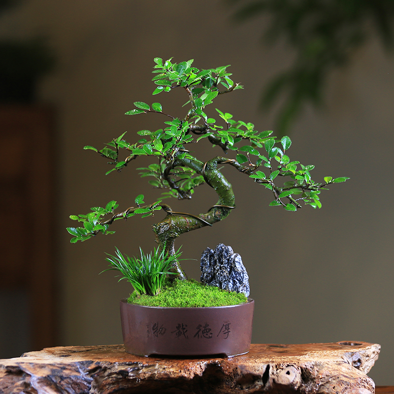 榆树盆栽小叶榔榆中式复古禅意盆景室内桌面造型庭院客厅绿植摆件