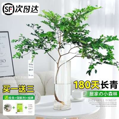 美男树水培植物鲜切枝室内好养四季无土纯水培绿植水养马醉木吊钟