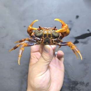 南海溪蟹 HK溪蟹蓝尖肢寄居蟹桌面小宠物好养活高颜值 珠海果绿