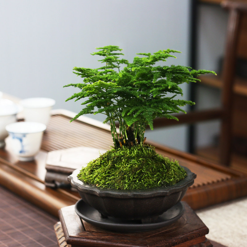 唐山矮生云松正宗文竹盆栽办公室内桌面好养活绿色净化空气微盆景 - 实物图