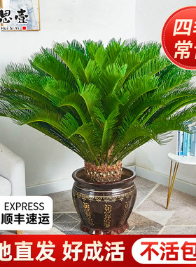 大盆铁树盆栽大型龙铁树绿植盆景客厅室内旺宅树苗树木植物除甲醛