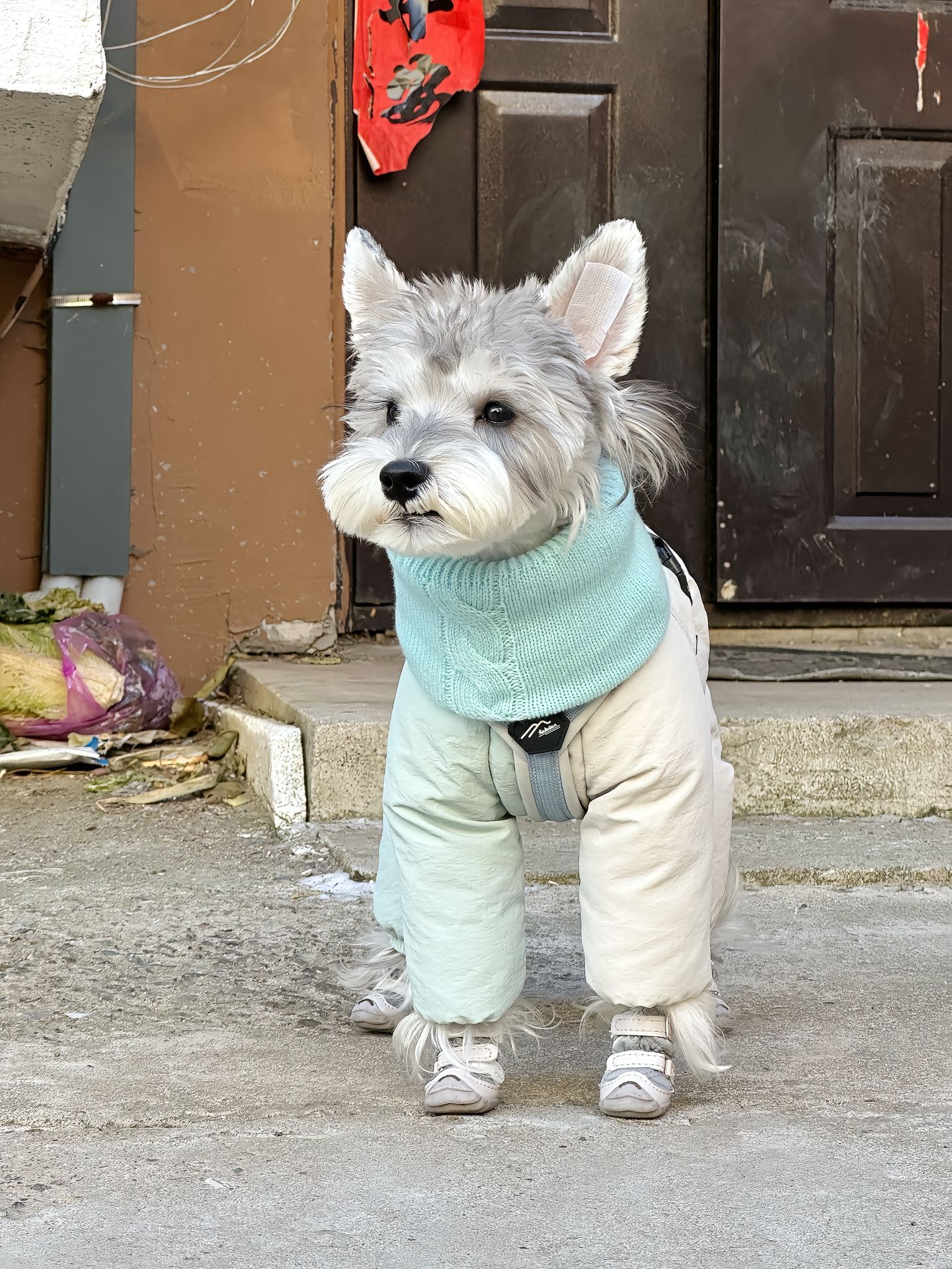 蓝色围脖宠物用品狗狗衣服2025年冬小型犬内搭打底抗起球保暖