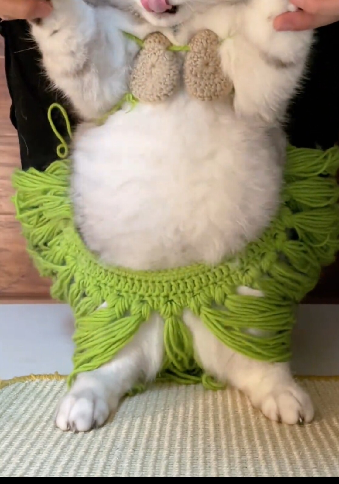 宠物搞笑头饰法斗柯基橘猫清凉草裙版夏季比基尼拍摄道具搞怪衣服