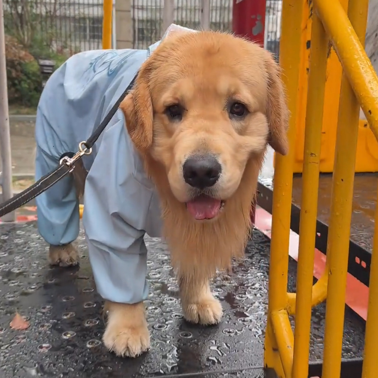 狗狗雨衣蓝色防水防污大型犬专用全包户外遛狗雨天防脏神器