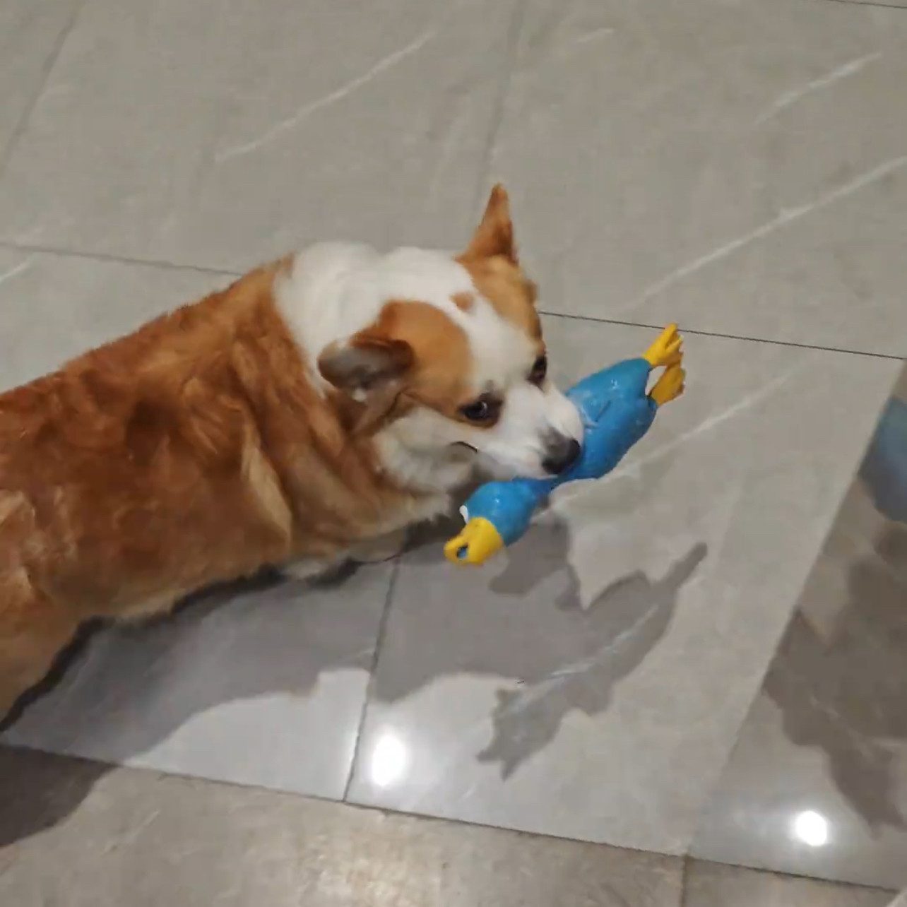 玩具磨牙尖叫解闷幼犬小鸭子蓝色耐咬宠物狗狗乳胶发声宠物捏捏叫