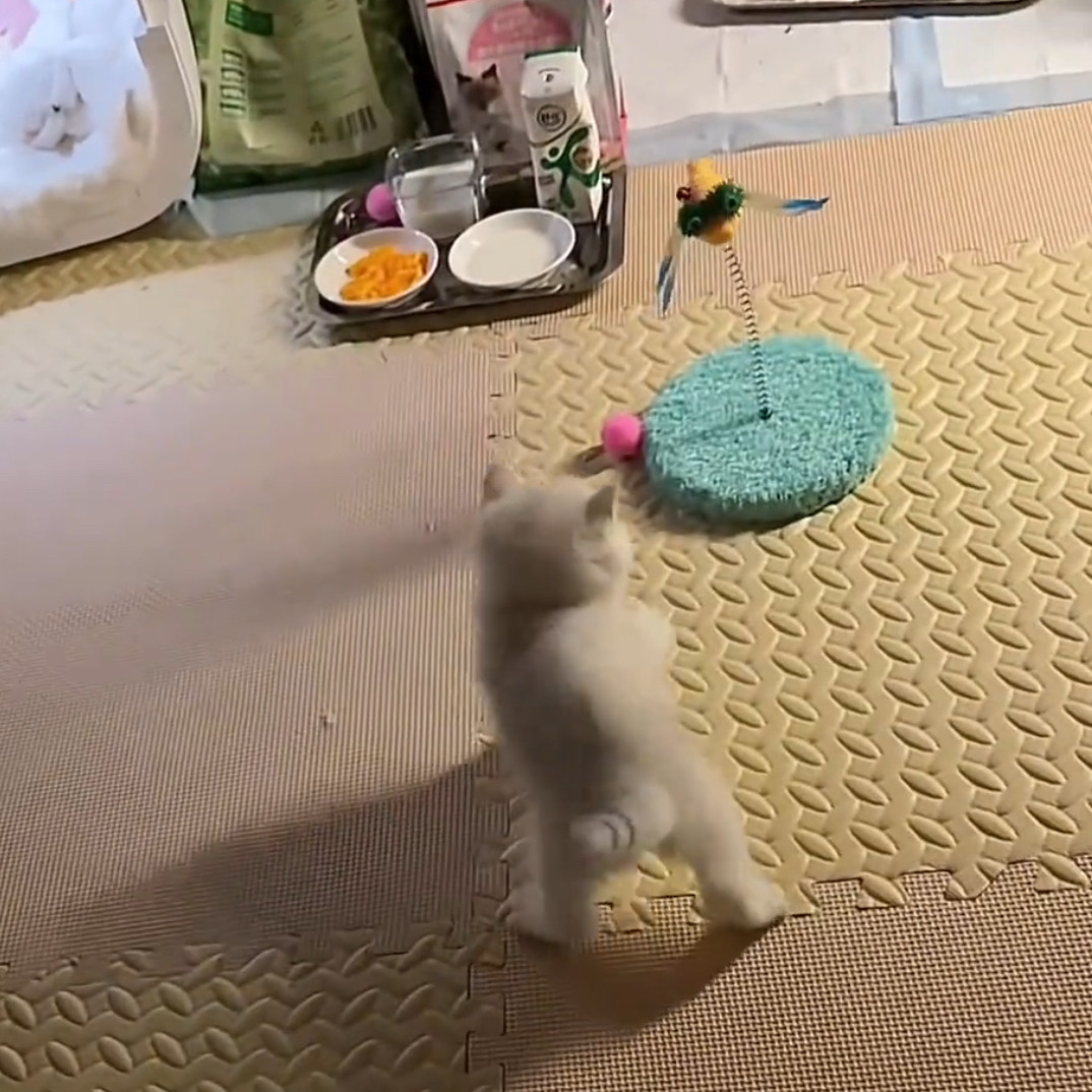 丑萌可爱猫咪玩具新款创意实木弹簧蜻蜓逗猫棒解闷耐咬玩具猫咪